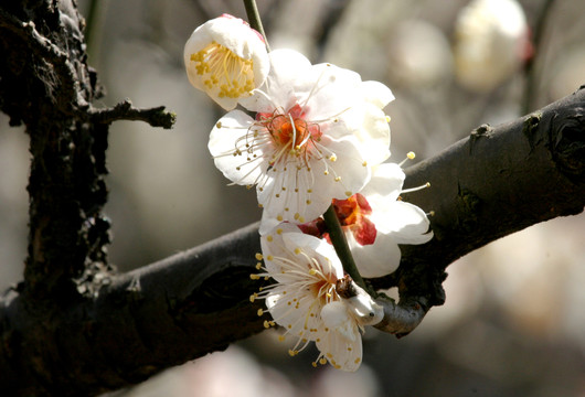 梅花盛開(kāi)