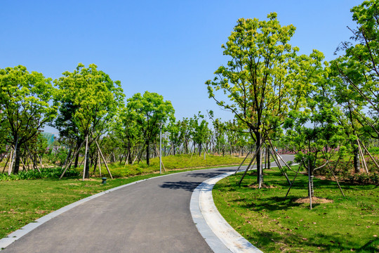 休閑步道 樹木 綠樹