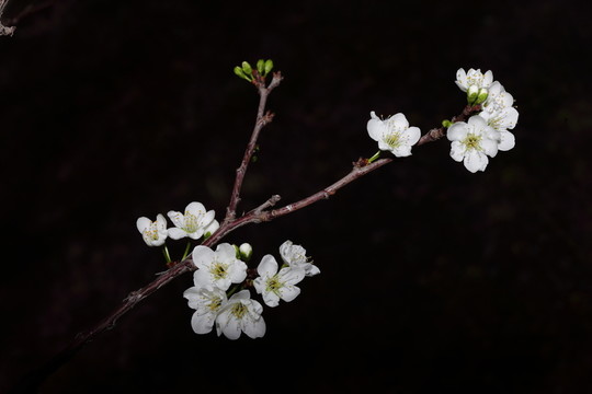 海棠花