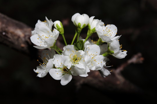 海棠花