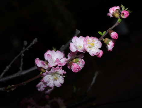 梅花