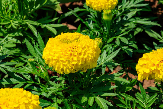 臭芙蓉 萬(wàn)壽燈 蜂窩菊 臭菊花