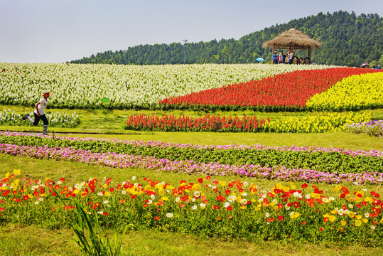 徑山花海