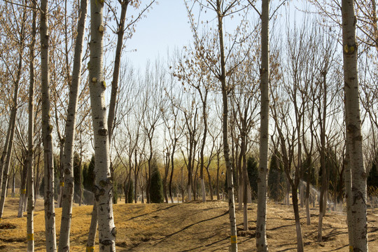 公園楊樹林