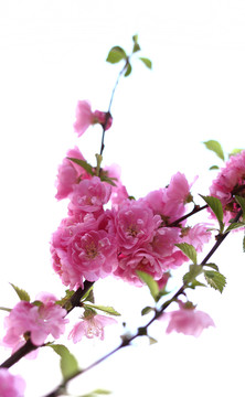 櫻花 春天 盛開(kāi)