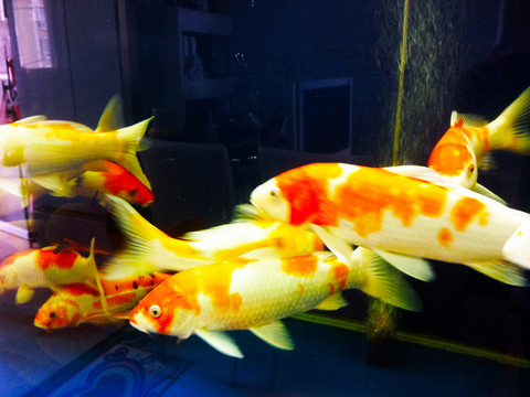 觀賞魚