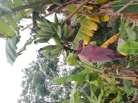 香蕉樹
