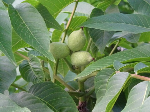 核桃