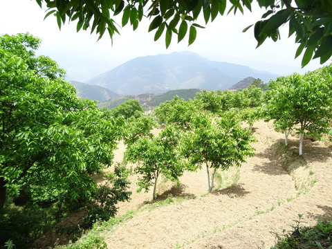 核桃