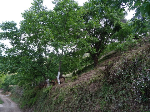 核桃樹