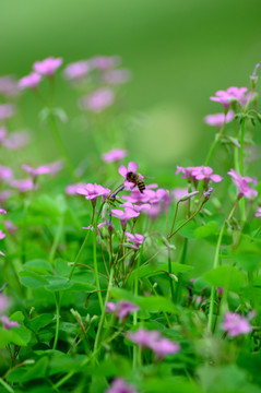 小花