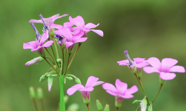 小花