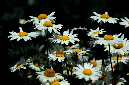 松雅湖小白花