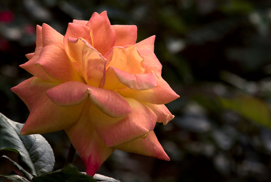 月季花