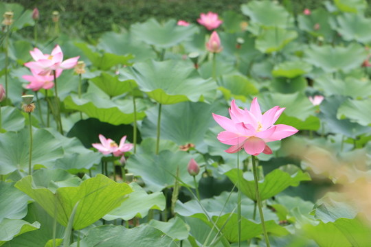 荷花