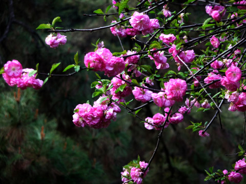 綻放的梅花