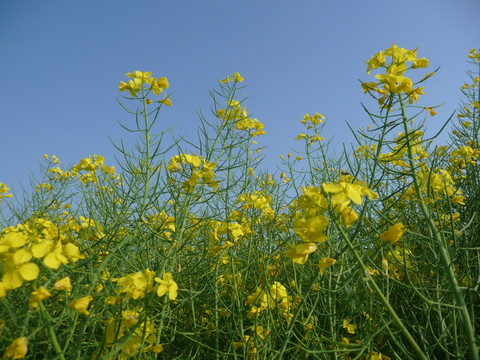 油菜花 特寫