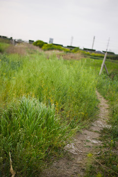 農(nóng)田 小路