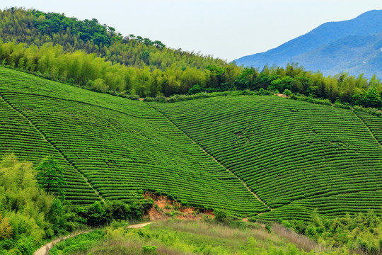 茶種植園 茶園風(fēng)光 生態(tài)茶園