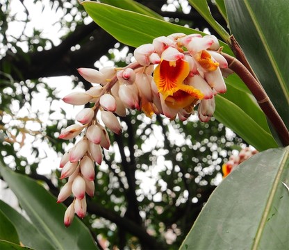 姜花