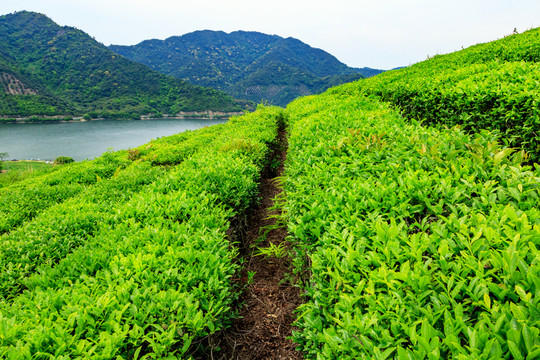 茶山茶葉 春茶 茶園 茶山 茶