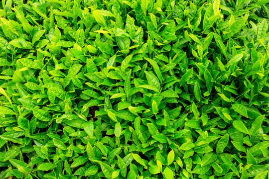 茶山茶园 绿色茶园 茶种植园