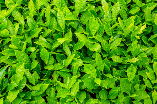 茶種植園 茶園風(fēng)光 生態(tài)茶園