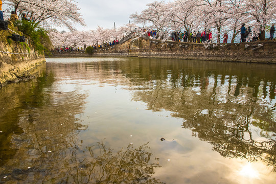 中國無錫黿頭渚櫻花公園