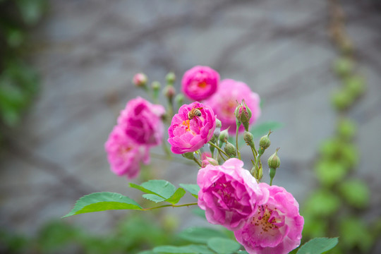 薔薇花