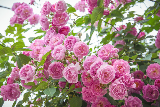 薔薇花