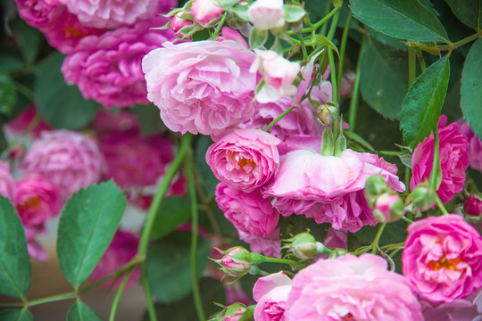薔薇花