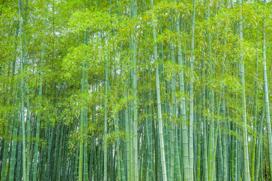 竹子竹葉竹林