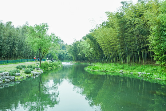 竹子竹葉竹林