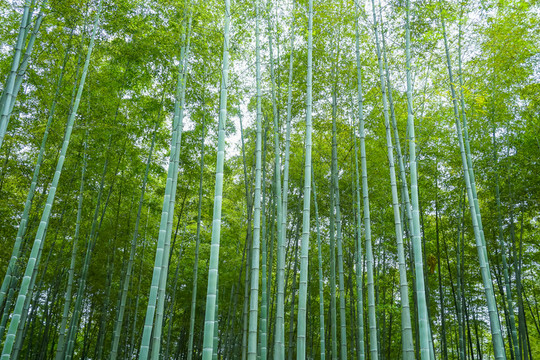 竹子竹葉竹林