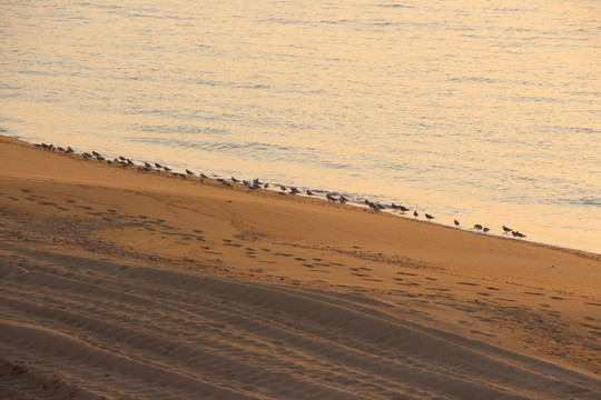 海鳥群飛