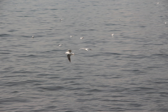 海鳥飛翔