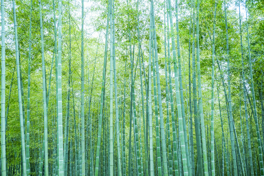 竹子竹葉竹林