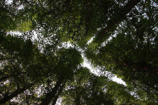 樹林 仰視