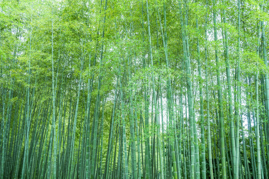 竹子竹葉竹林