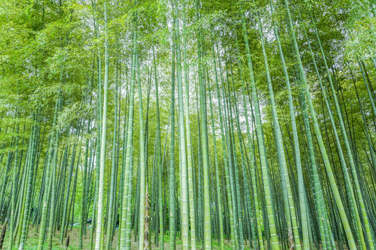 竹子竹葉竹林