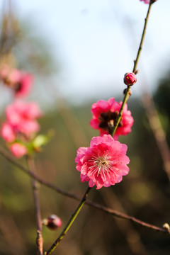花枝