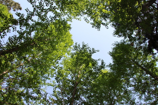 樹林