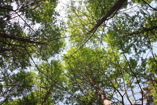 樹(shù)林