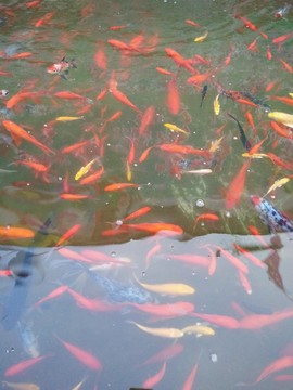 金魚(yú) 紅魚(yú) 黃魚(yú) 黑魚(yú)