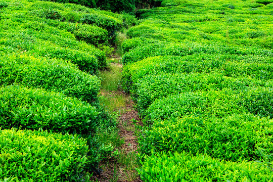 茶樹茶園 茶園 茶樹 茶葉