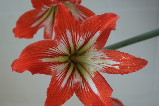 蘭花4