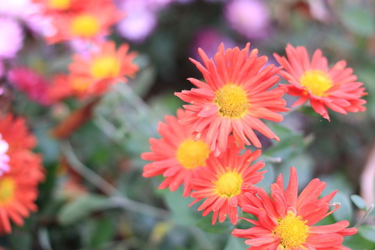 雛菊