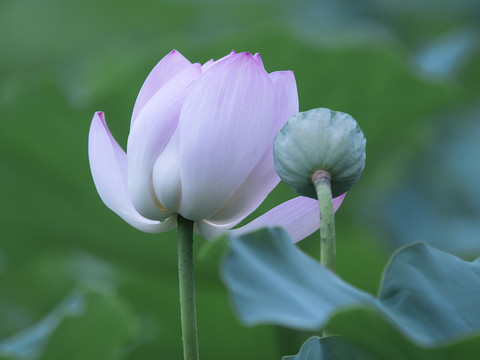 荷花
