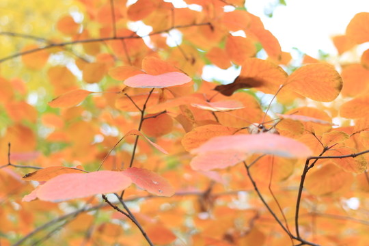 紅葉