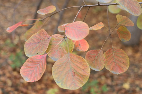 紅葉